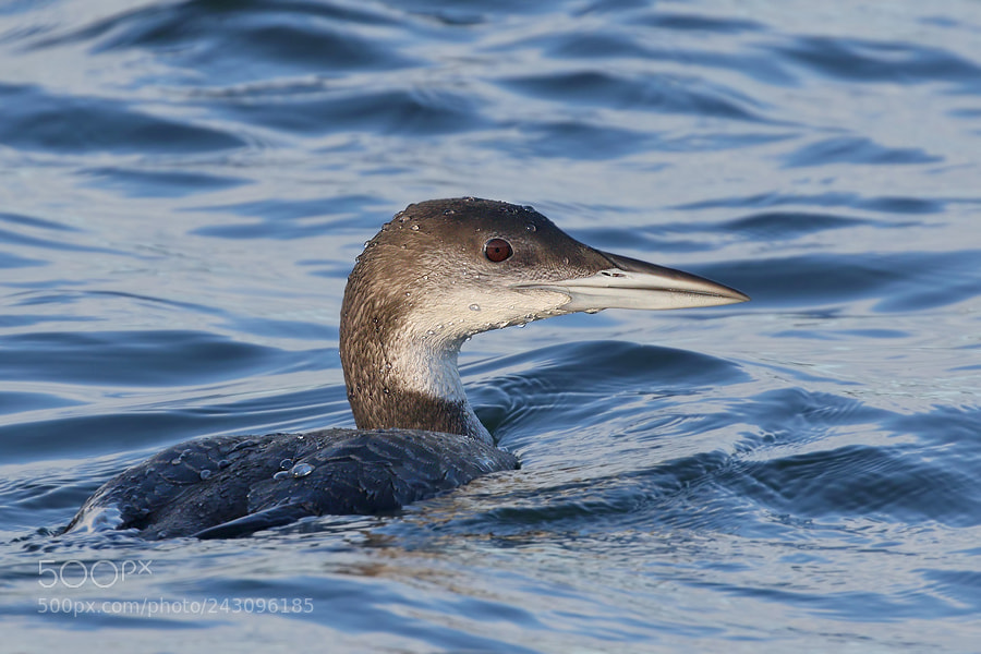 Canon EOS 7D Mark II sample photo. Great northern diver photography