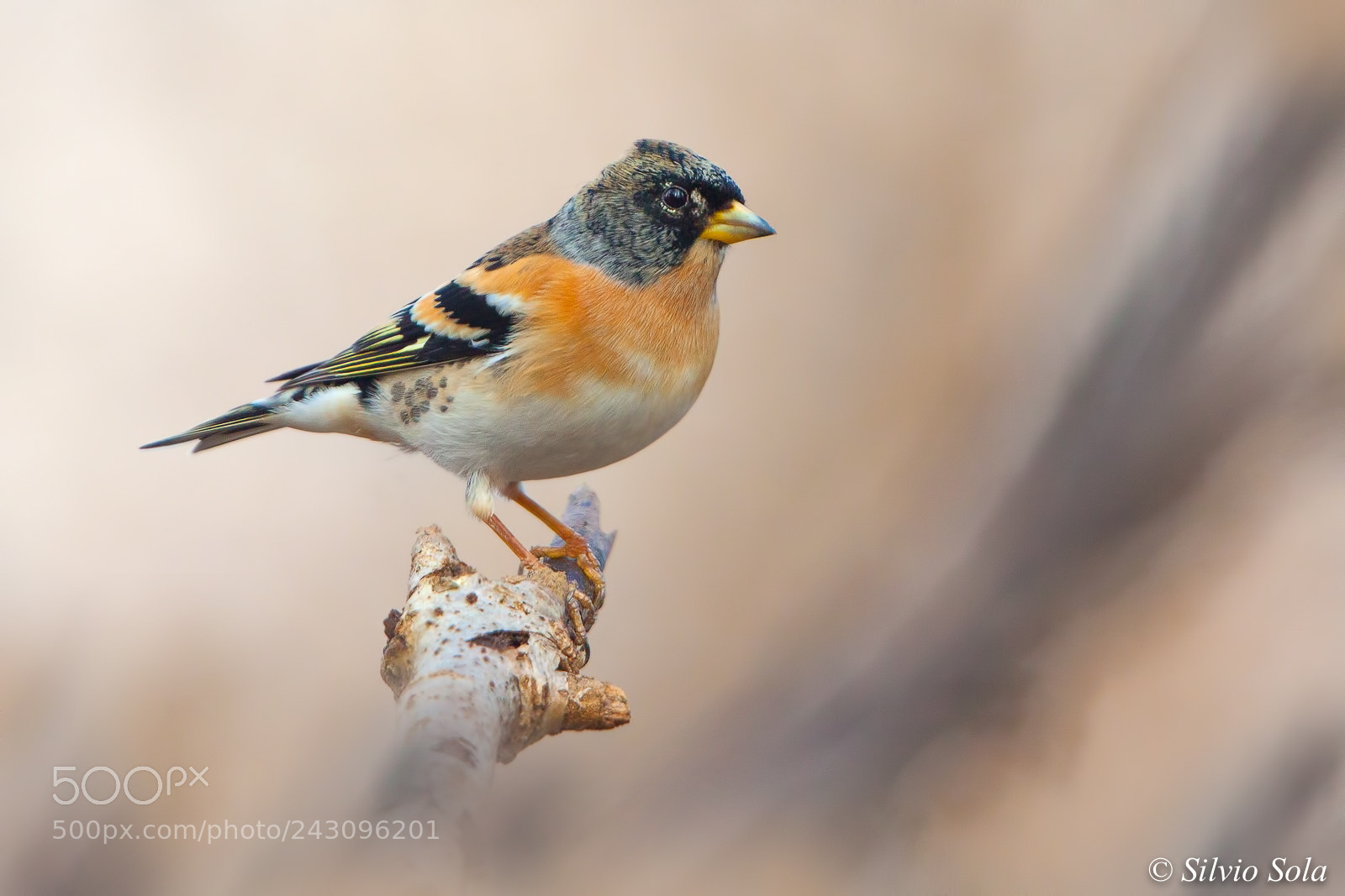 Canon EOS 50D sample photo. Peppola - brambling photography