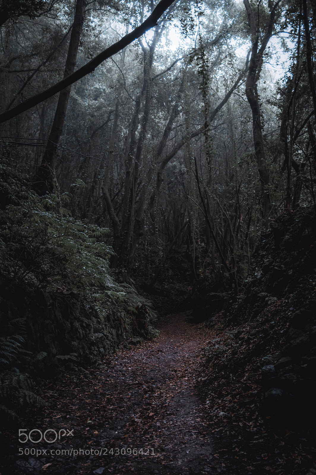 Nikon D3200 sample photo. Misty path photography