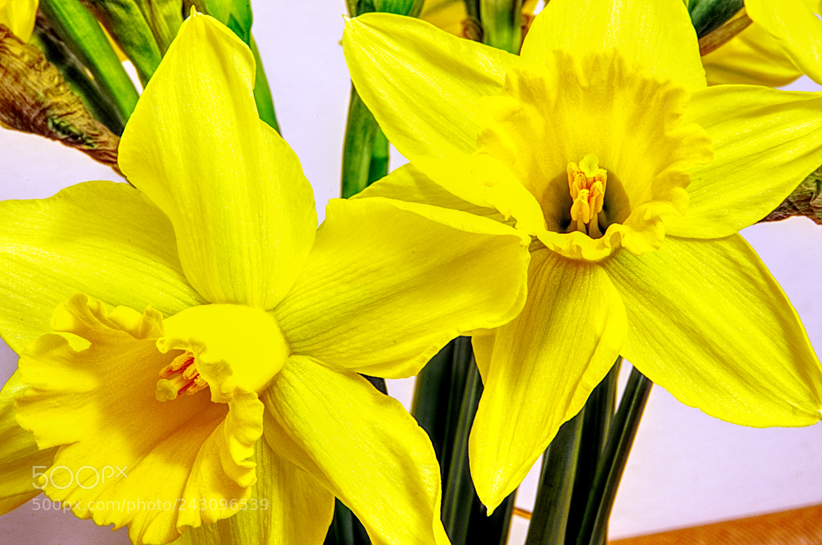 Pentax K-5 sample photo. First flowers of spring photography
