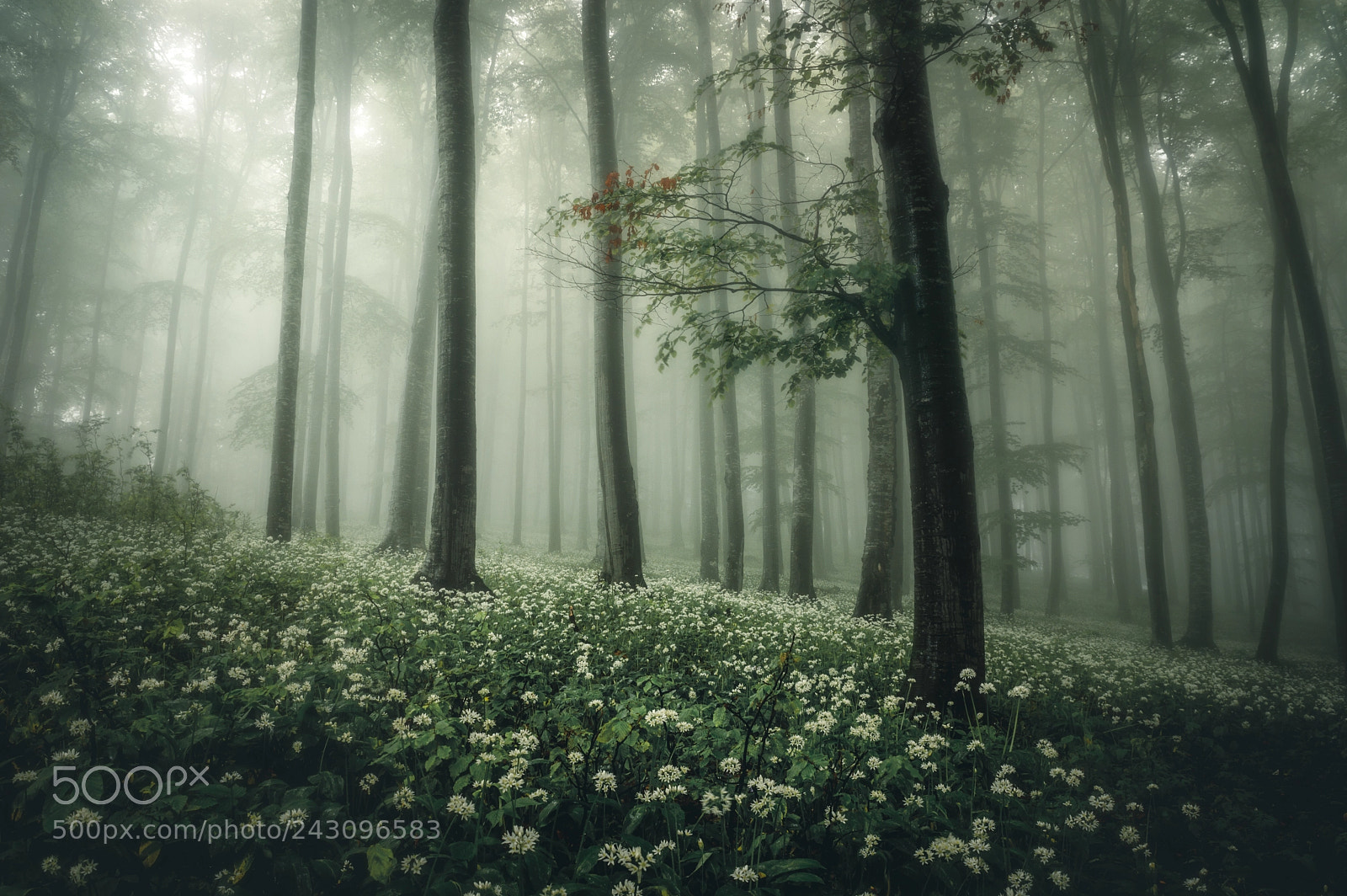 Nikon D3200 sample photo. On a foggy day photography
