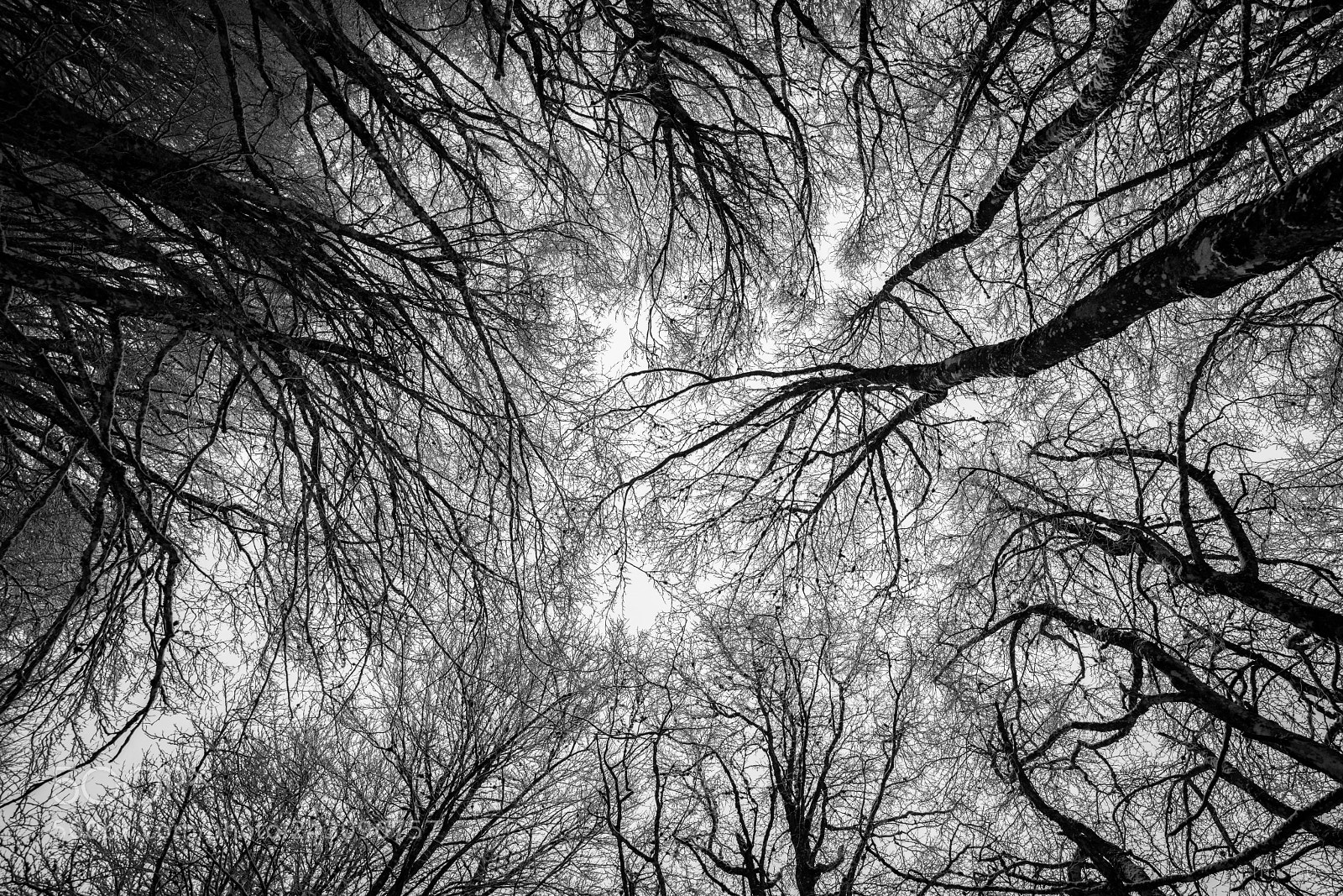 Nikon D850 sample photo. Trees photography