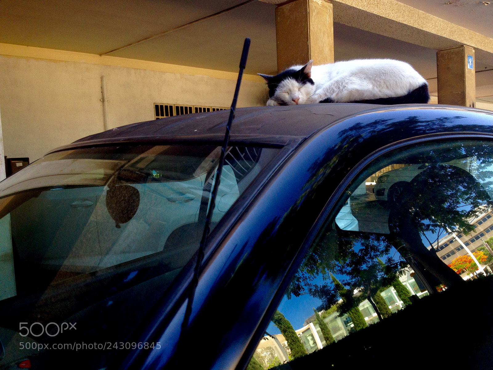 Apple iPhone 4S sample photo. City cat dreams photography