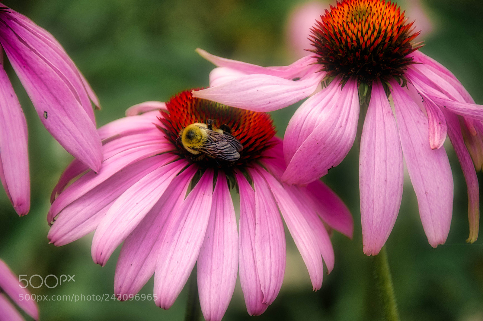 Nikon D7200 sample photo. Bee and buds redo photography