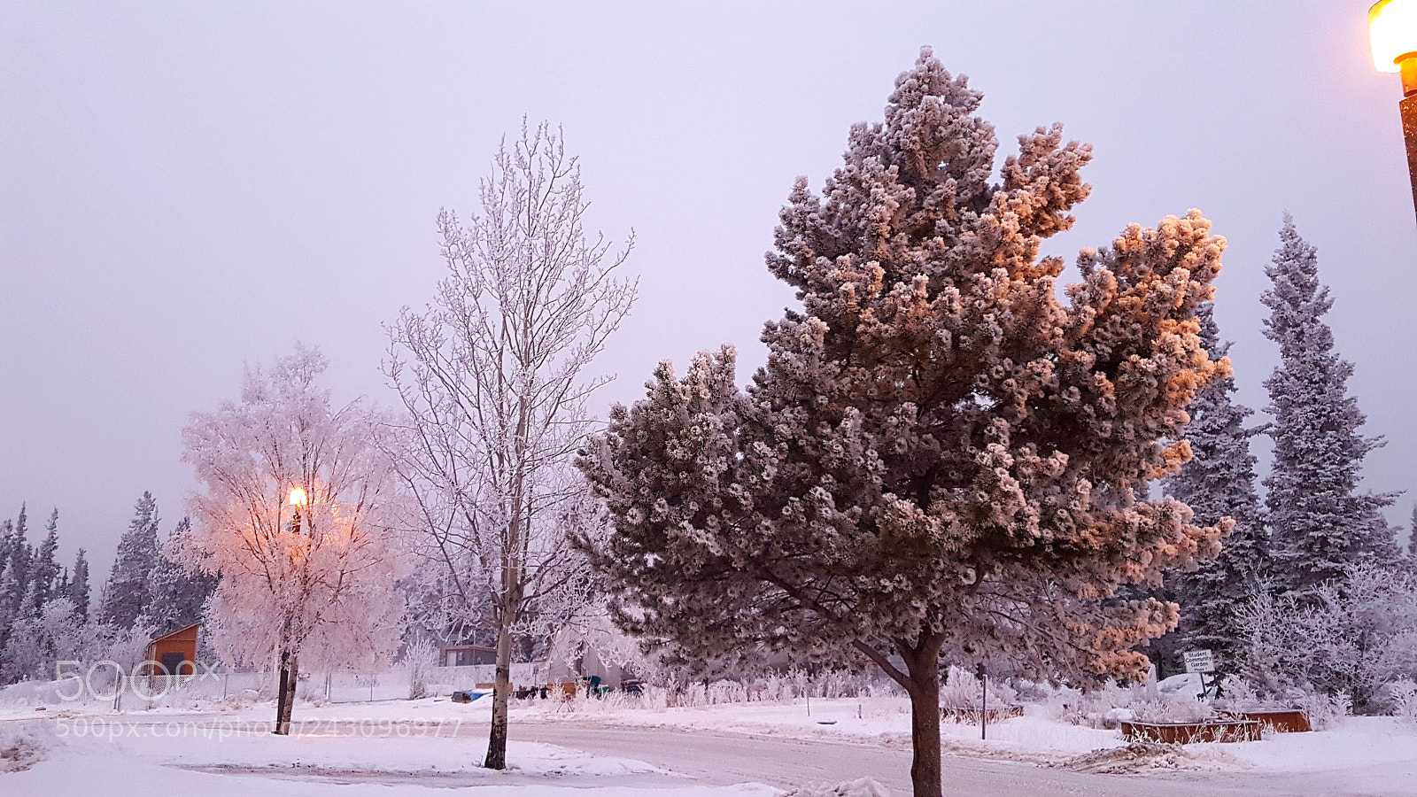 Samsung Galaxy S7 Edge sample photo. Frosty morning photography