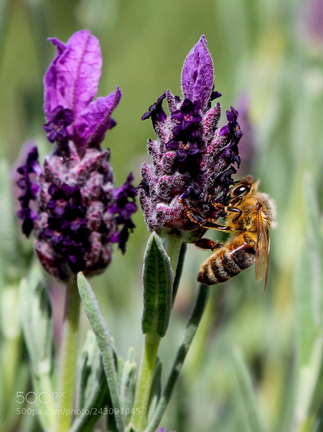 Canon EOS 7D sample photo. Bee on a lavender photography