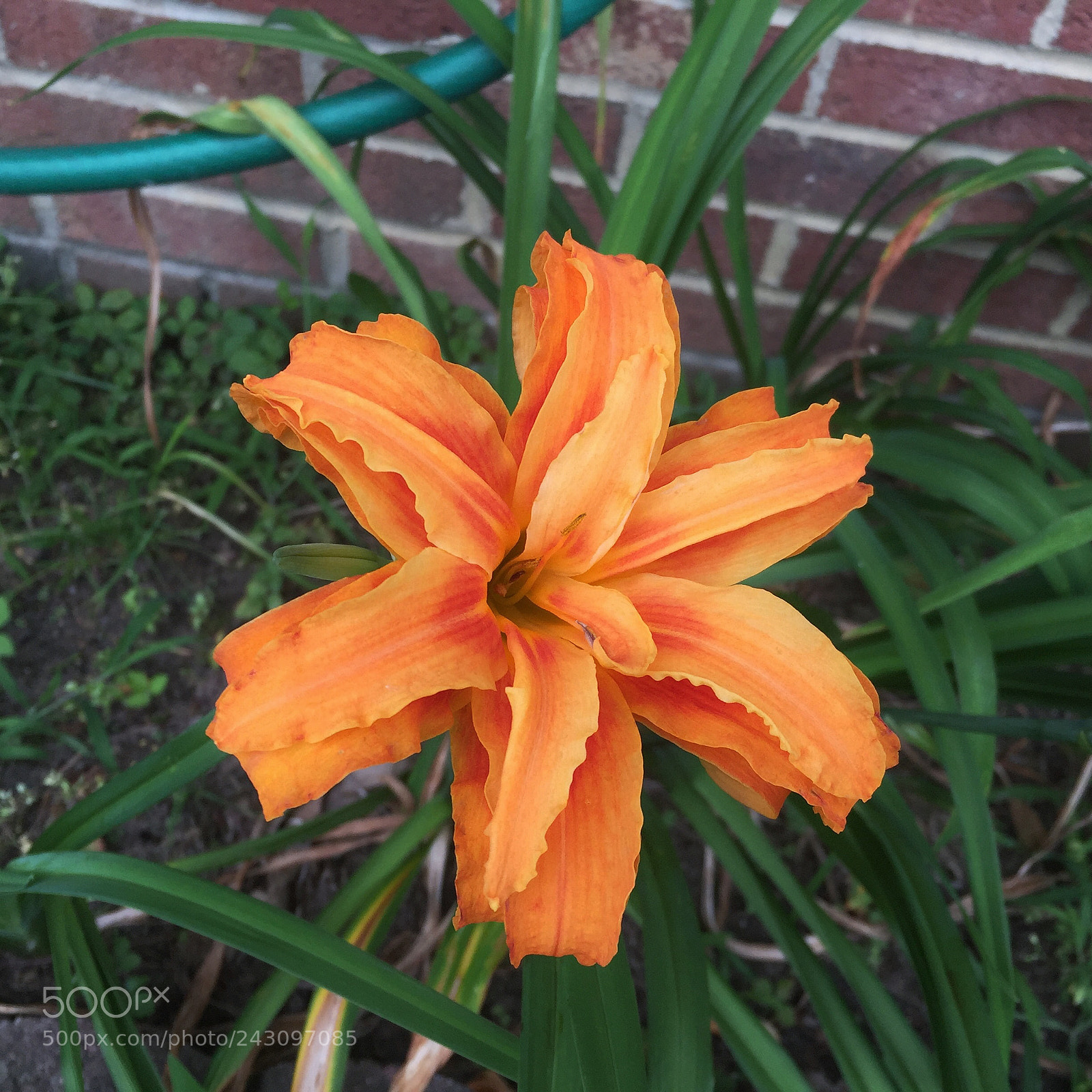 Apple iPhone 6 sample photo. Untitled photography