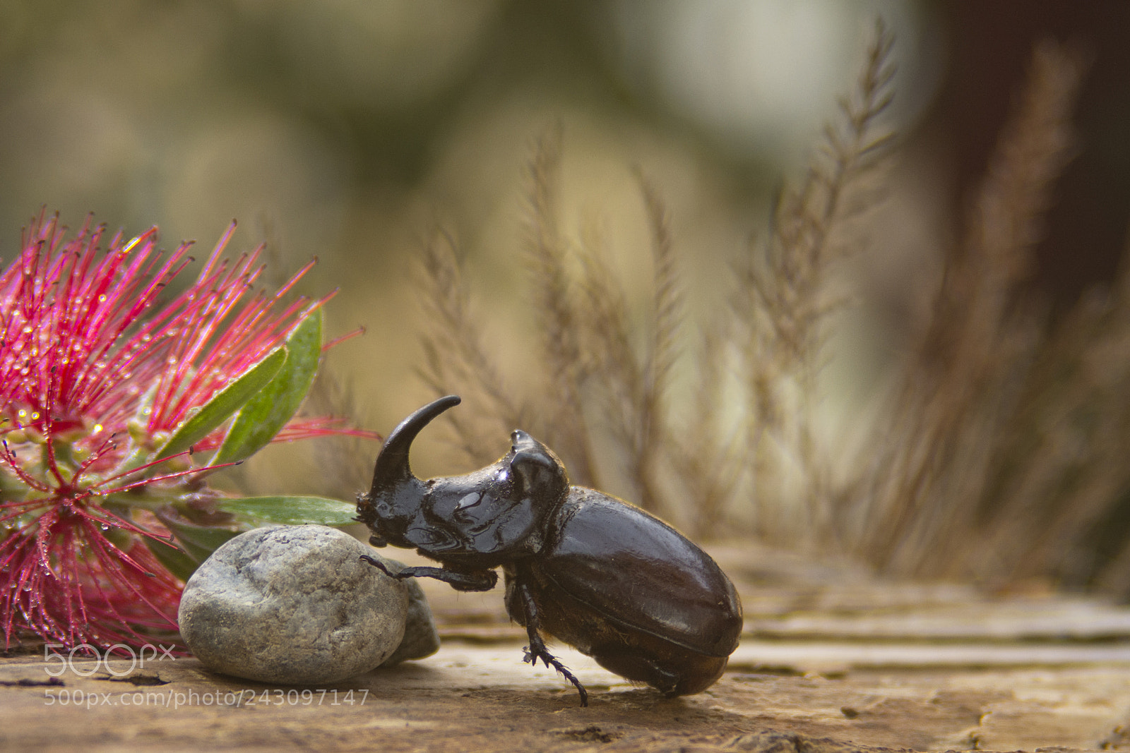 Nikon D7200 sample photo. Oryctes nasicornis photography