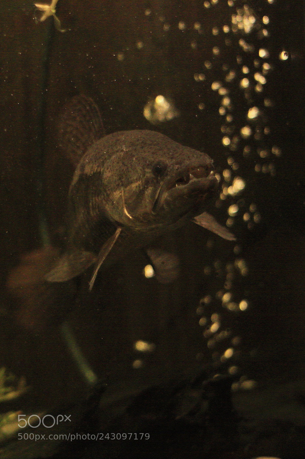 Canon EOS 50D sample photo. Waiting for dinner photography