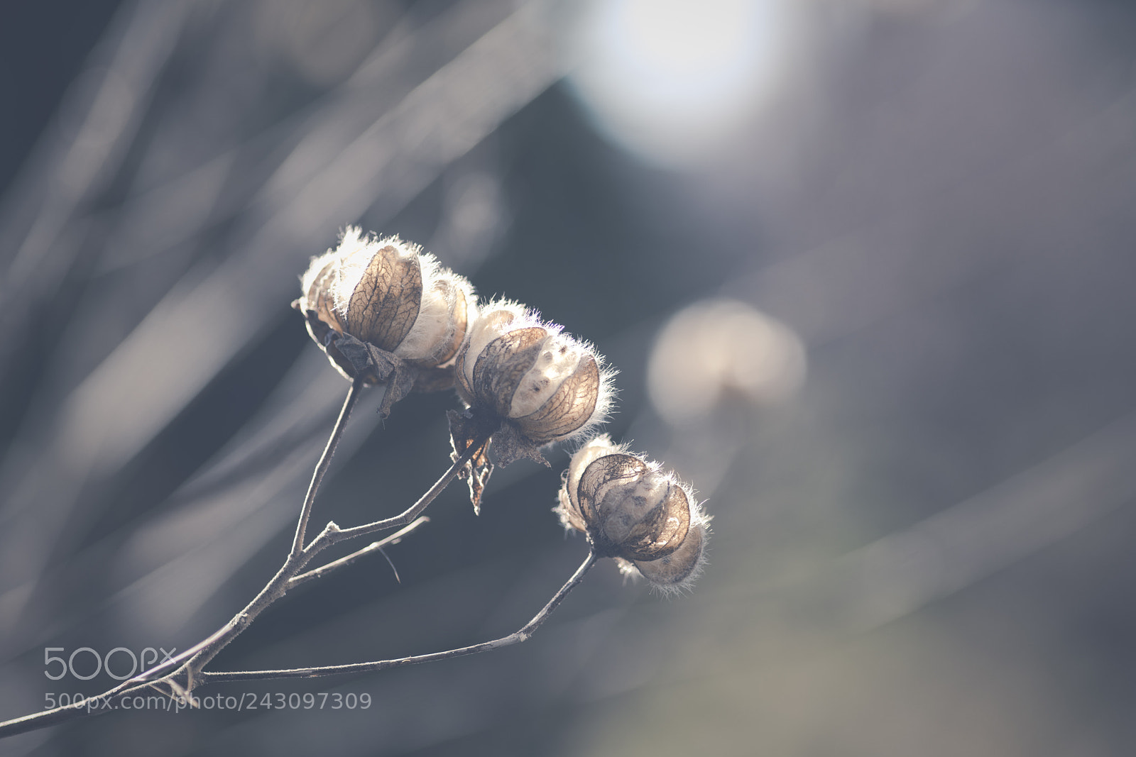 Sony a7R II sample photo. Winter photography
