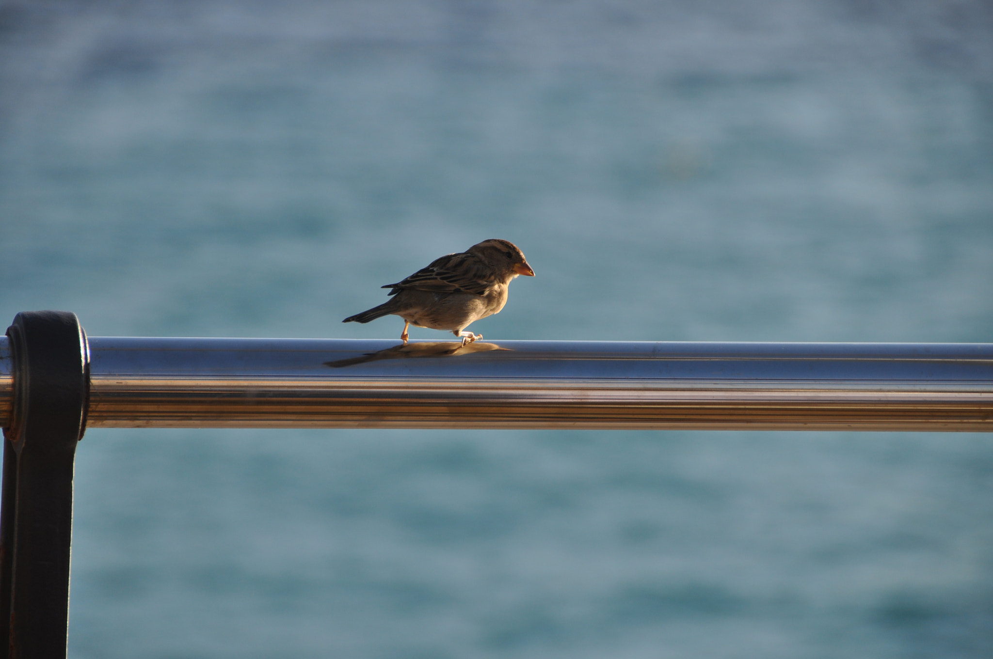 Nikon D5000 sample photo. 163.jpg photography