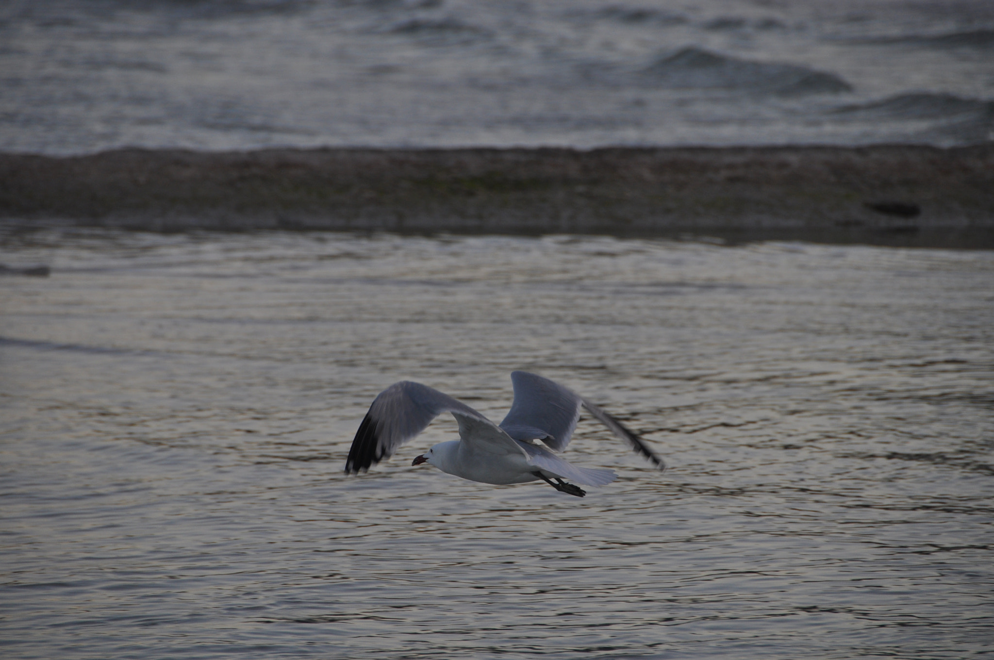 Nikon D5000 sample photo. 178.jpg photography