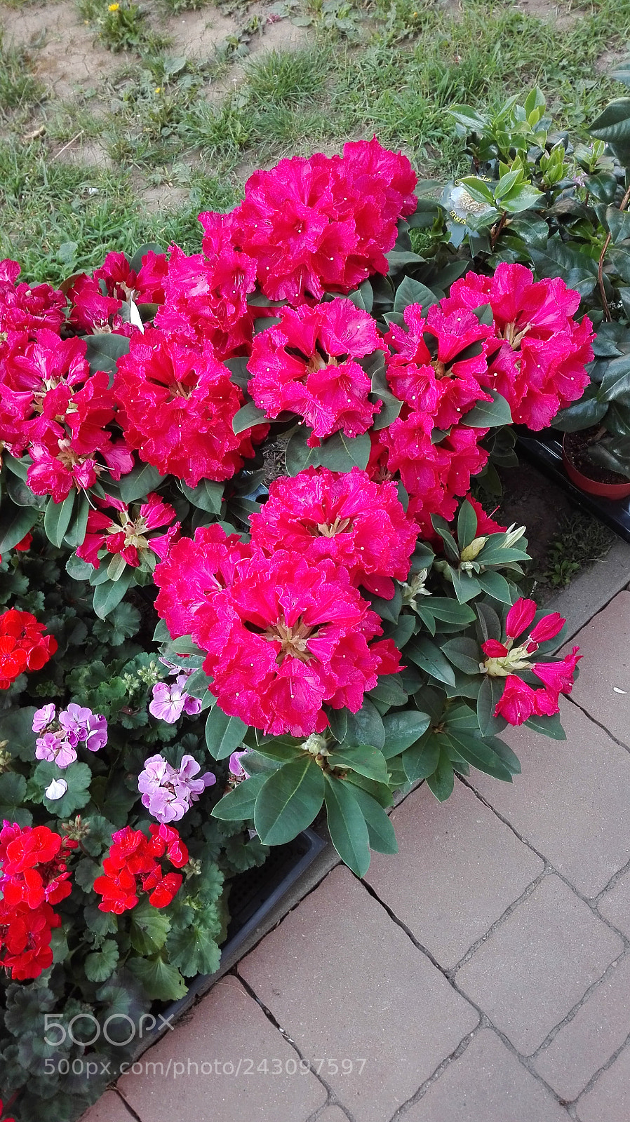 HUAWEI P8 Lite sample photo. Untitled photography