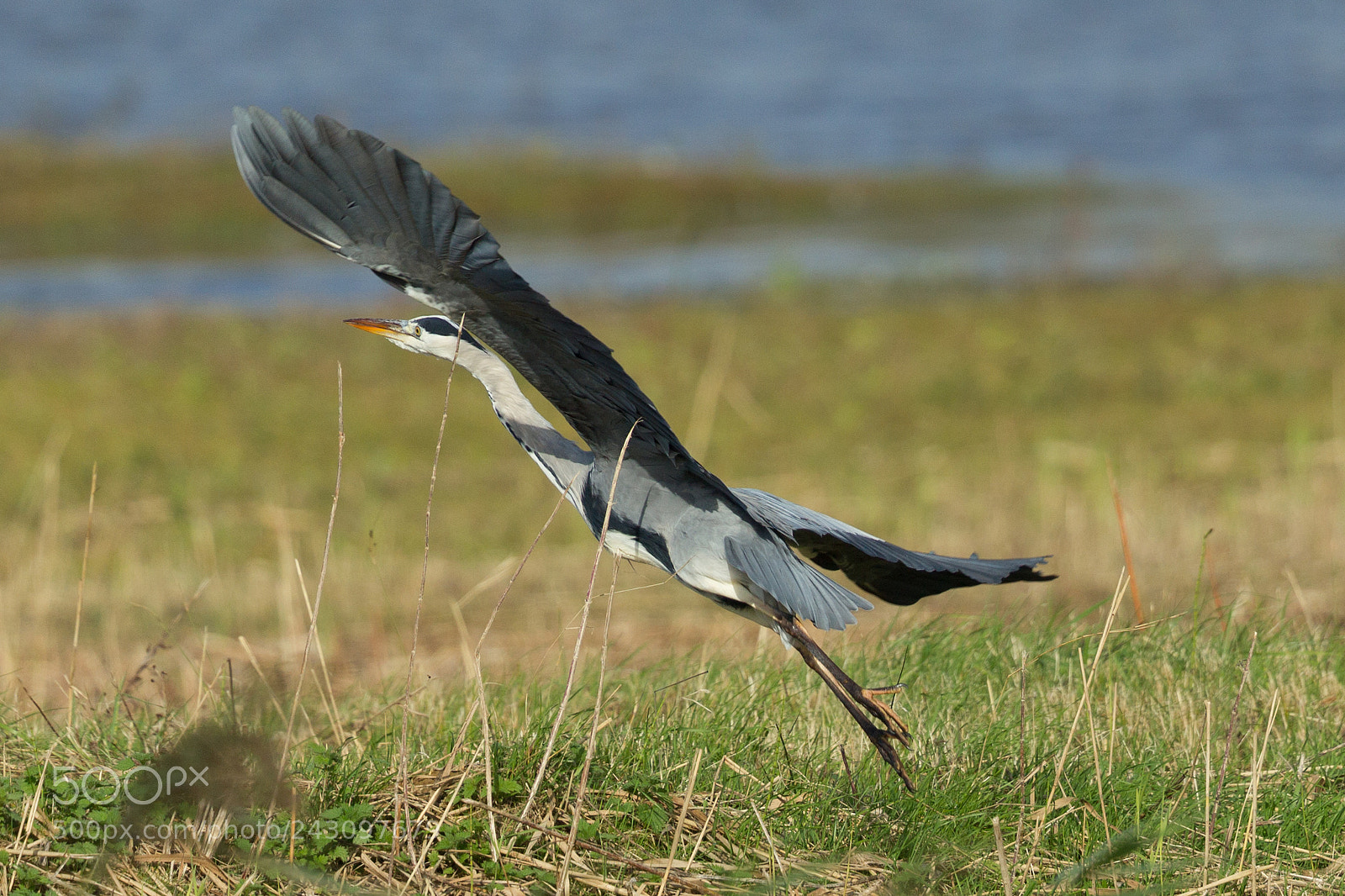 Canon EOS-1D Mark IV sample photo. Grey heron photography