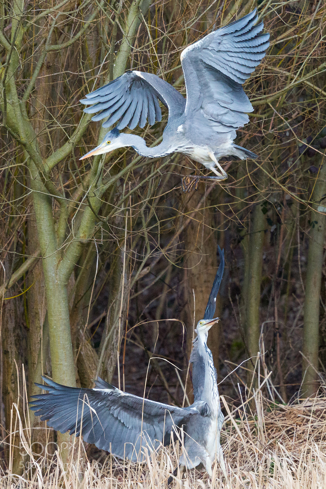 Canon EOS-1D X sample photo. Grey heron photography