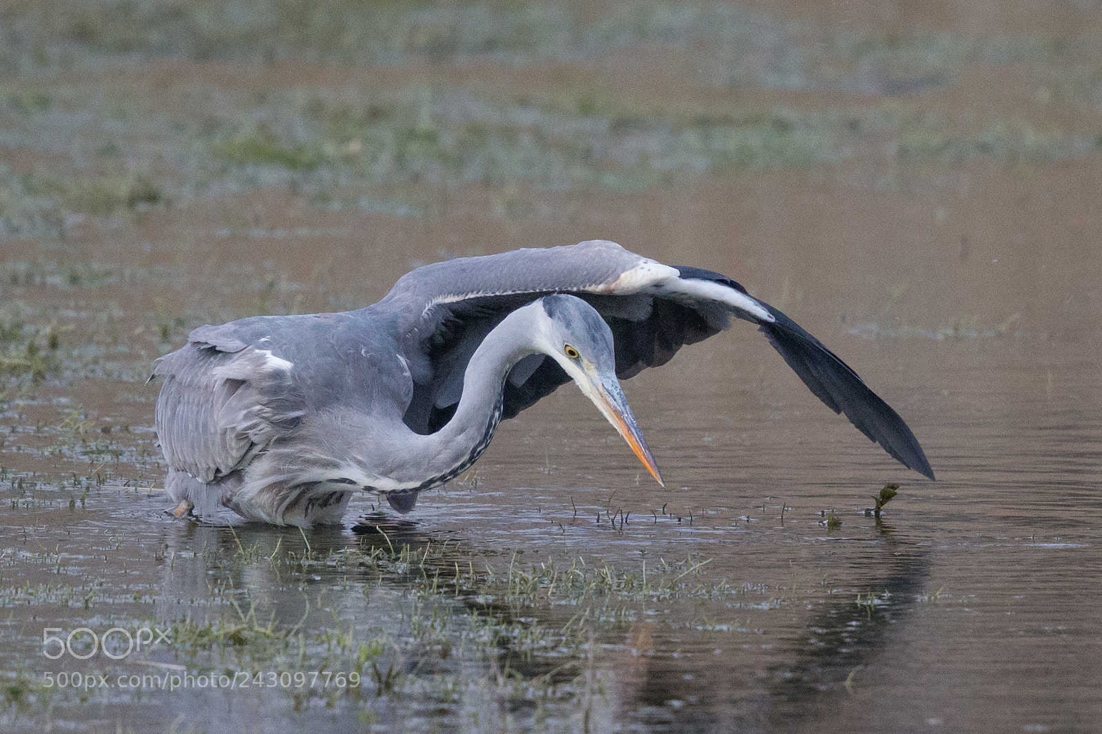 Canon EOS-1D X sample photo. Grey heron photography