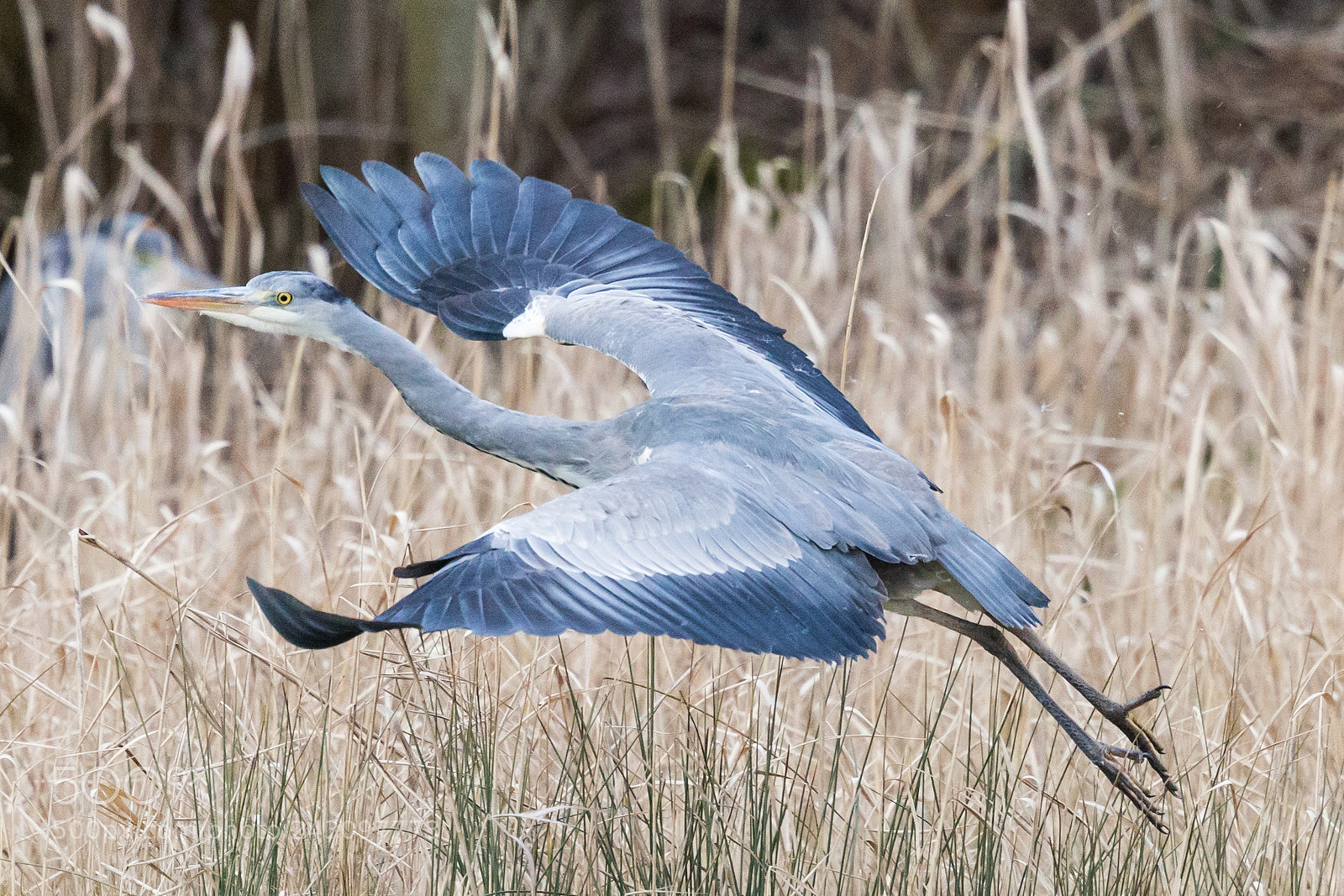 Canon EOS-1D X sample photo. Grey heron photography