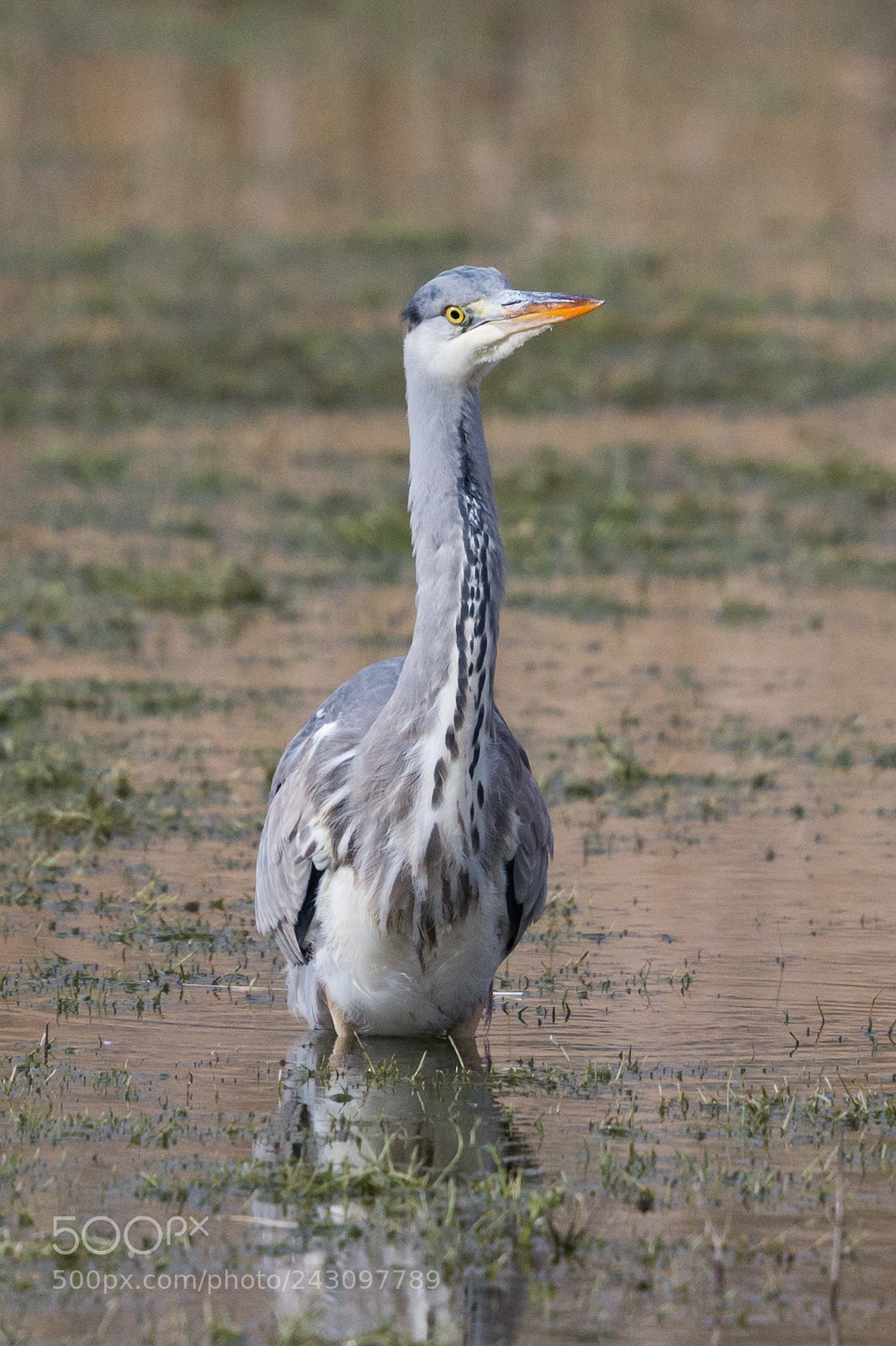 Canon EOS-1D X sample photo. Grey heron photography
