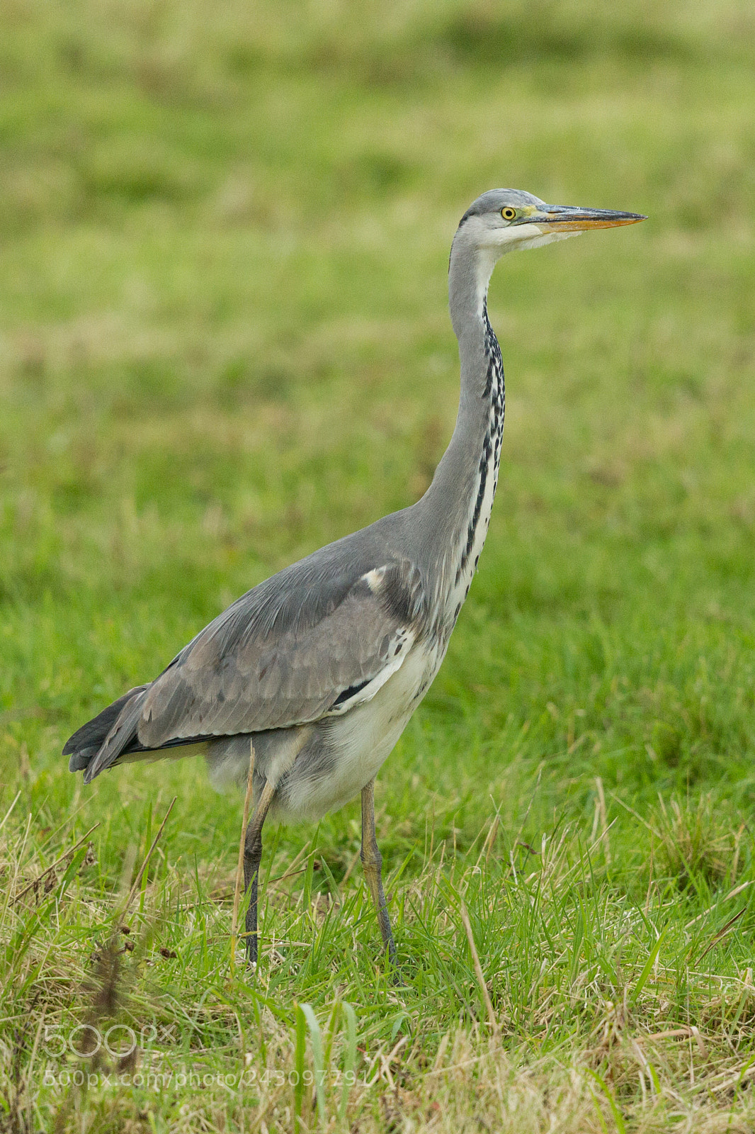 Canon EOS-1D Mark IV sample photo. Grey heron photography