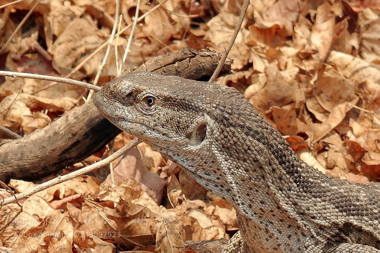 Samsung NX30 sample photo. Zimbabwe photography