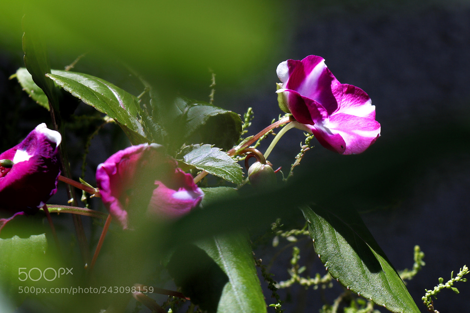 Canon EOS 750D (EOS Rebel T6i / EOS Kiss X8i) sample photo. Untitled photography