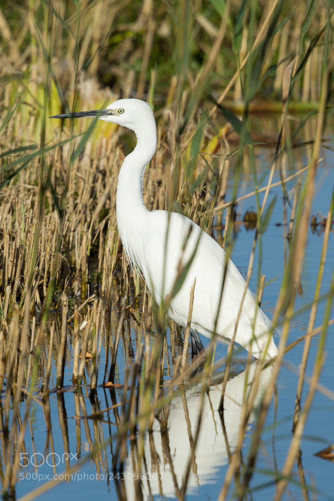 Canon EOS-1D Mark IV sample photo. Little egret photography
