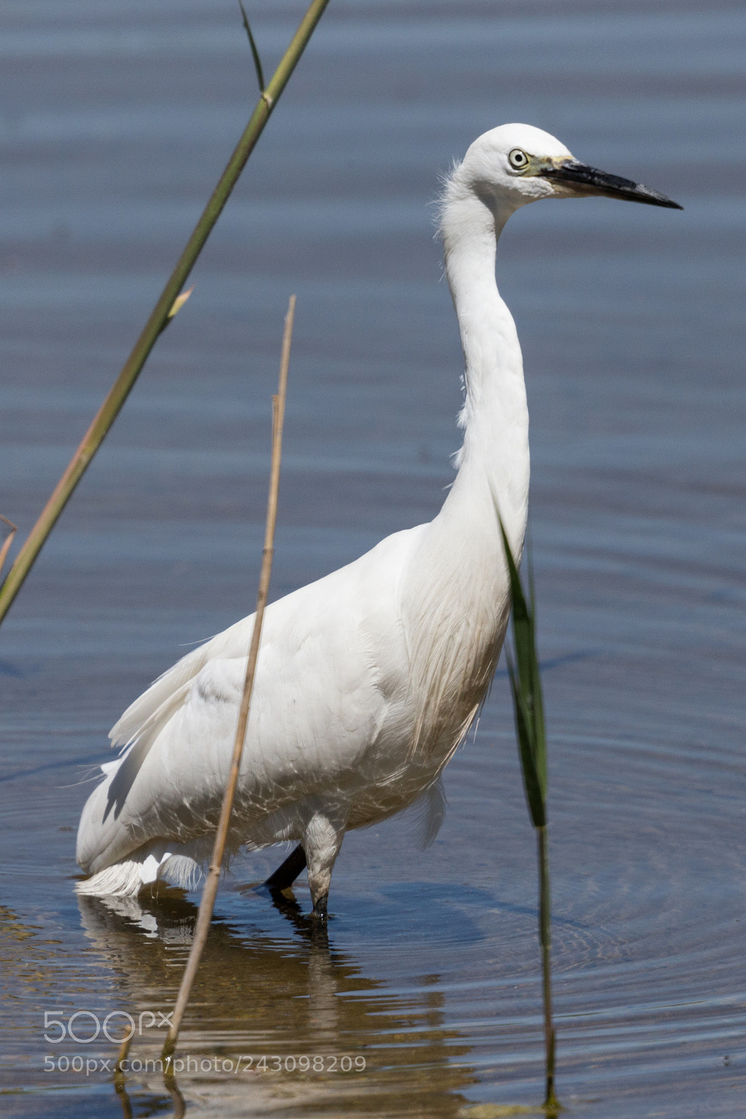 Canon EOS-1D X sample photo. Little egret photography