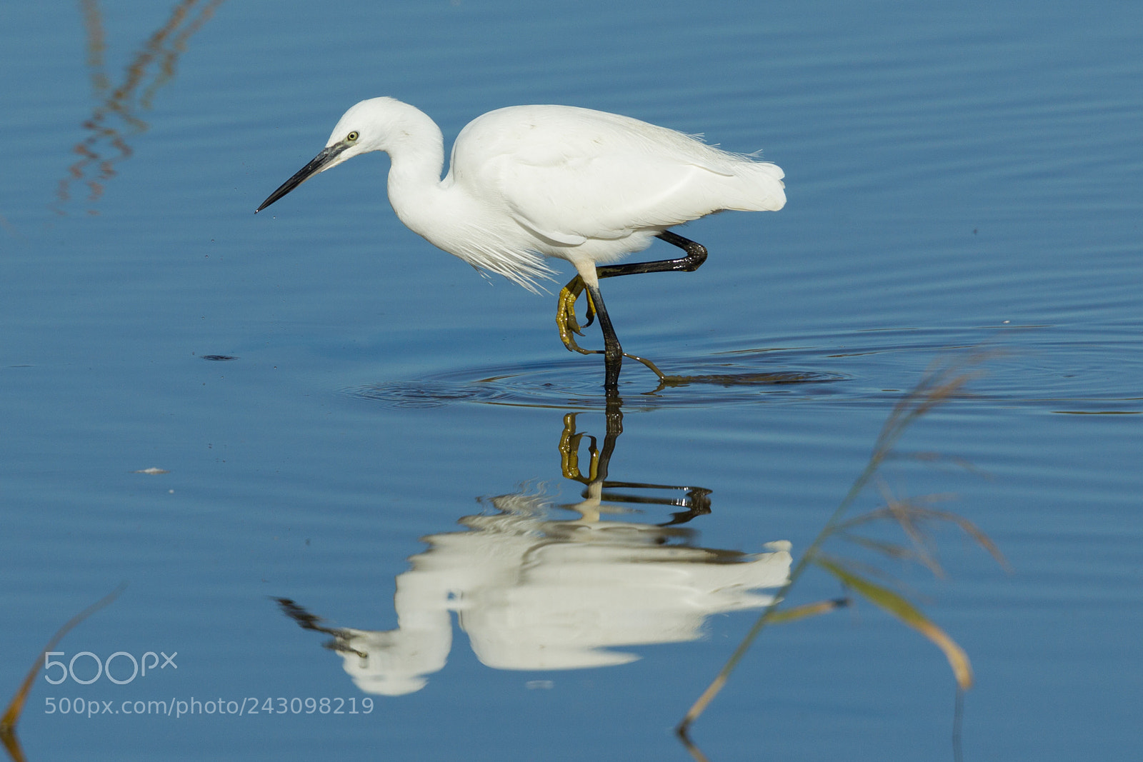 Canon EOS-1D Mark IV sample photo. Little egret photography