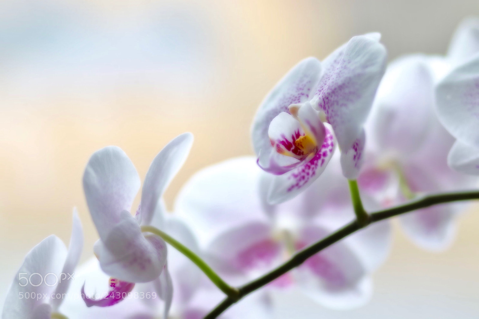Canon EOS 77D (EOS 9000D / EOS 770D) sample photo. Tender orchid photography