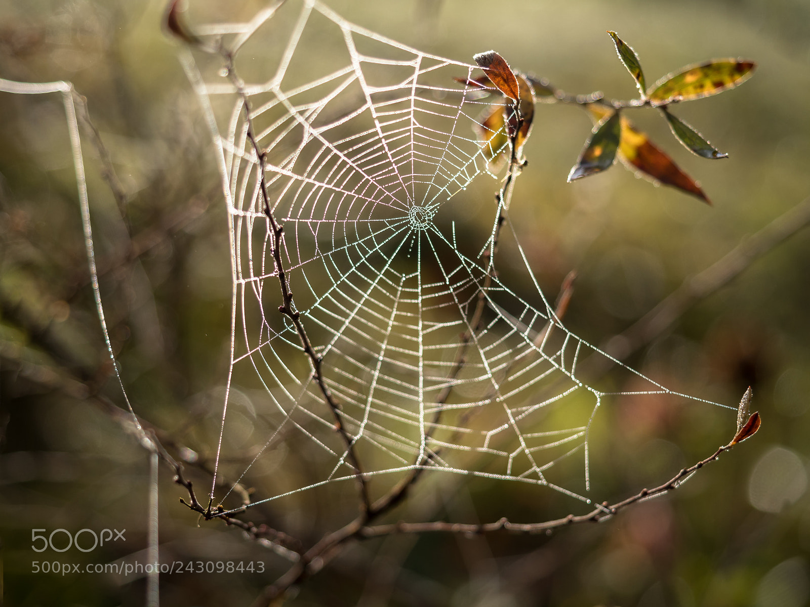 Olympus OM-D E-M5 II sample photo. Autumn´s web art photography