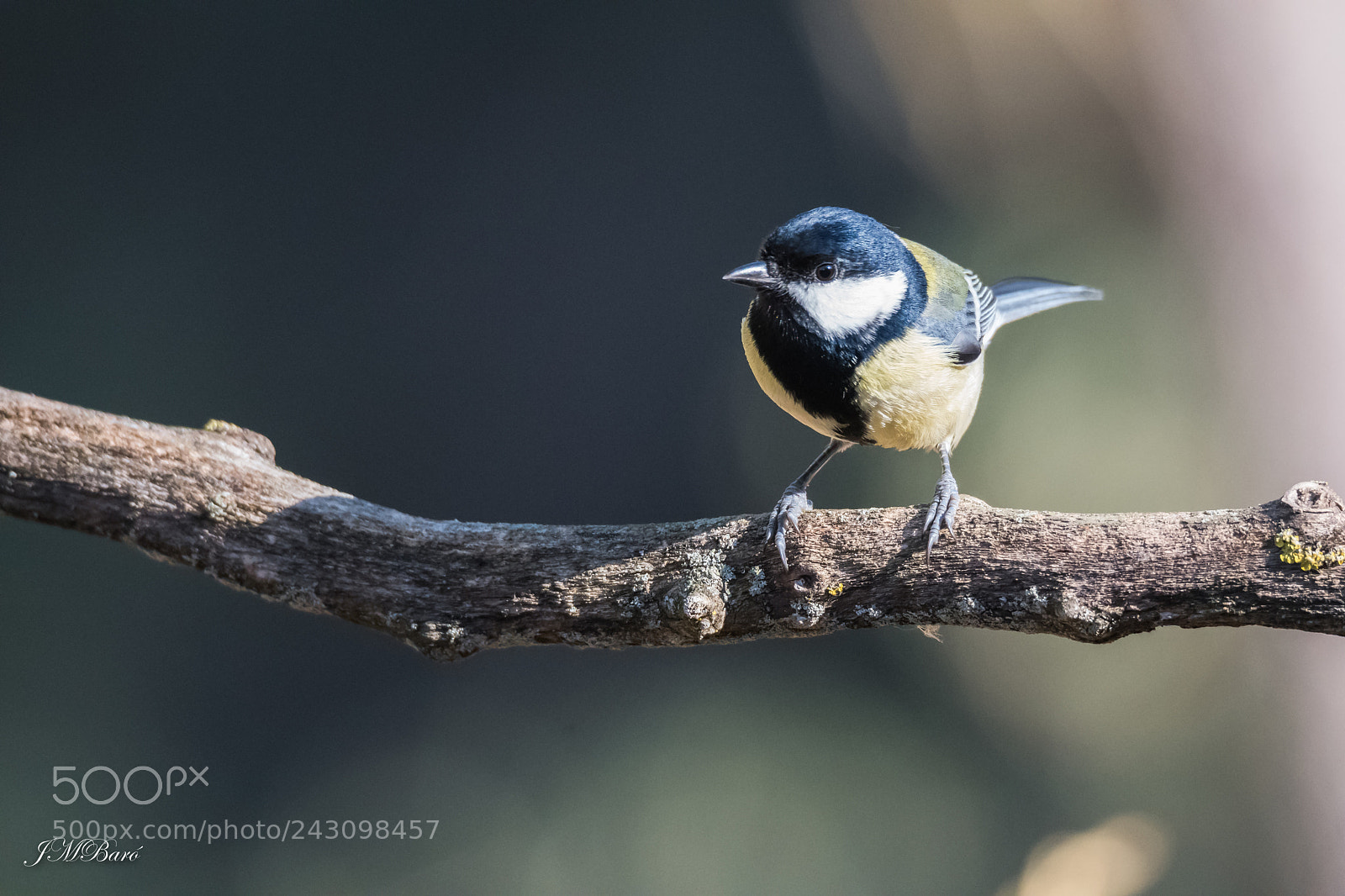 Nikon D500 sample photo. Parus major photography