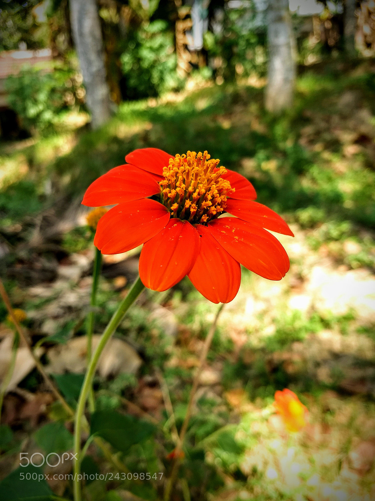 Motorola Moto Z (2) Play sample photo. Red flower photography