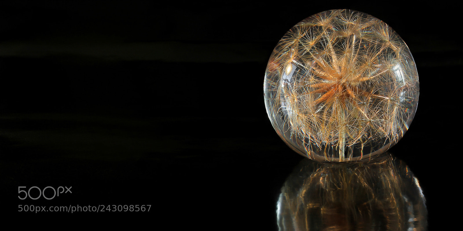 Canon EOS 550D (EOS Rebel T2i / EOS Kiss X4) sample photo. Life in a bubble photography