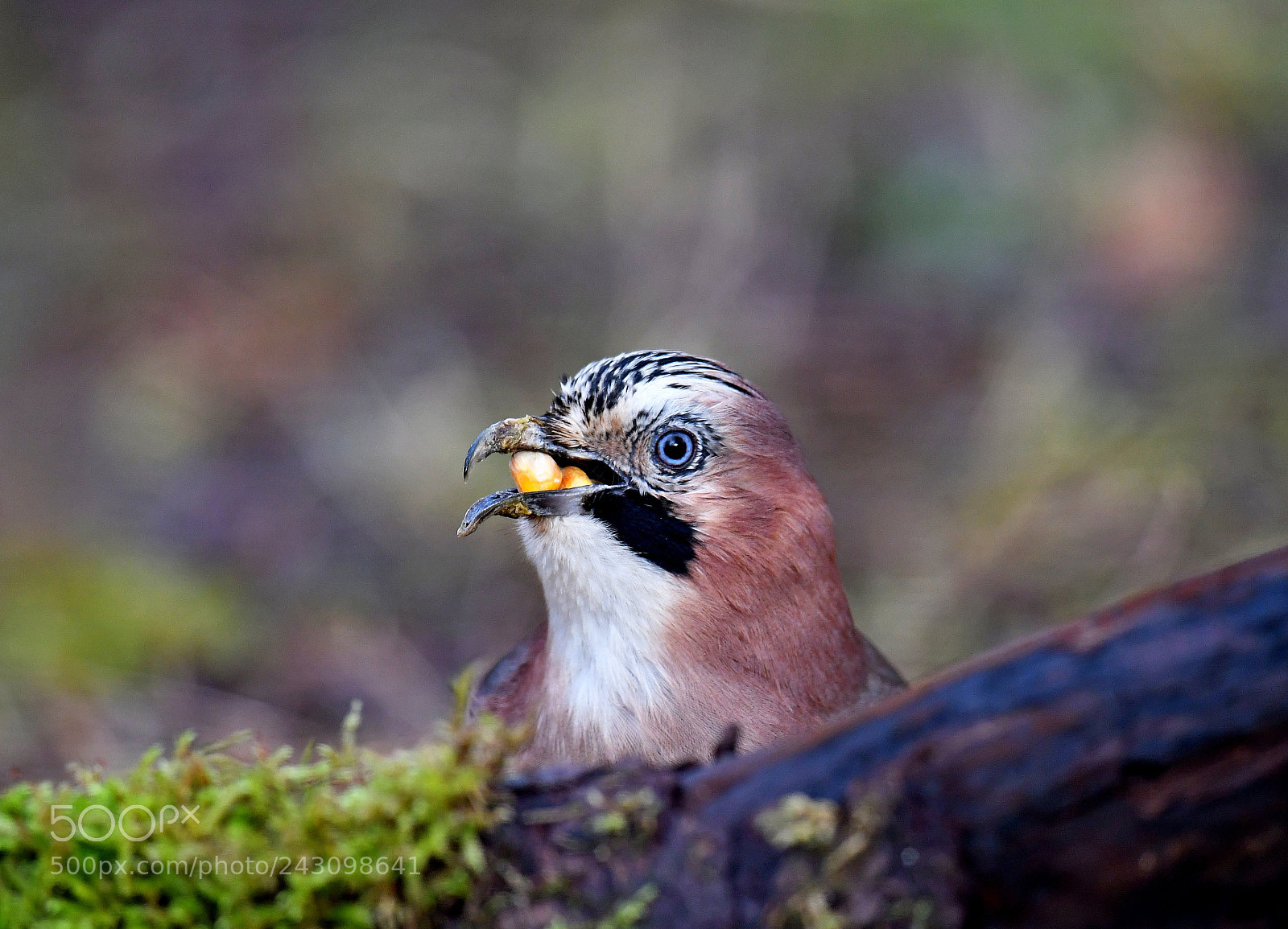Nikon D500 sample photo. Eurasian jay photography
