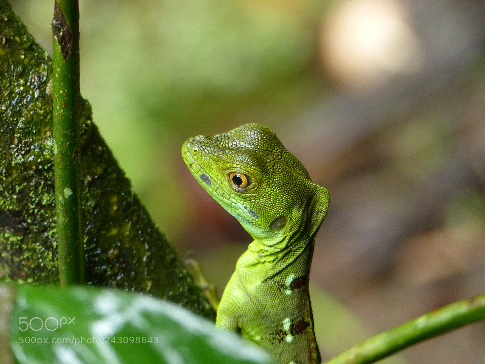 Panasonic Lumix DMC-FZ200 sample photo. Green basilisk photography