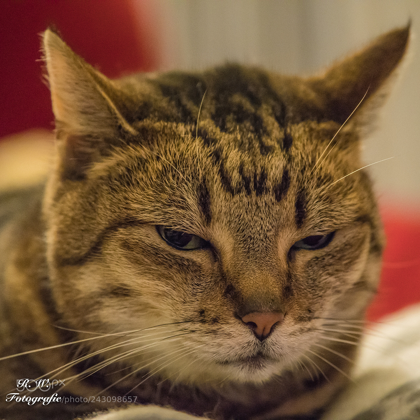 Panasonic Lumix DC-G9 sample photo. Luna photography