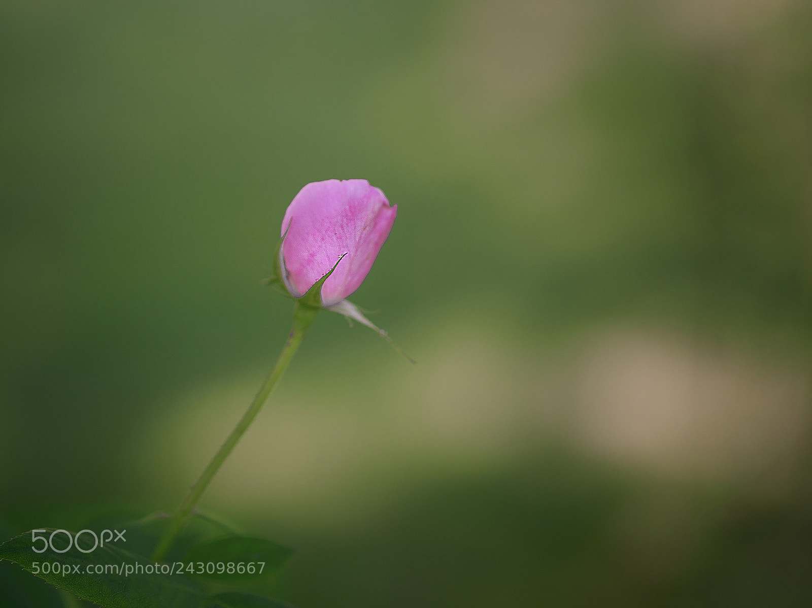 Canon EOS 7D Mark II sample photo. Little pink rose photography