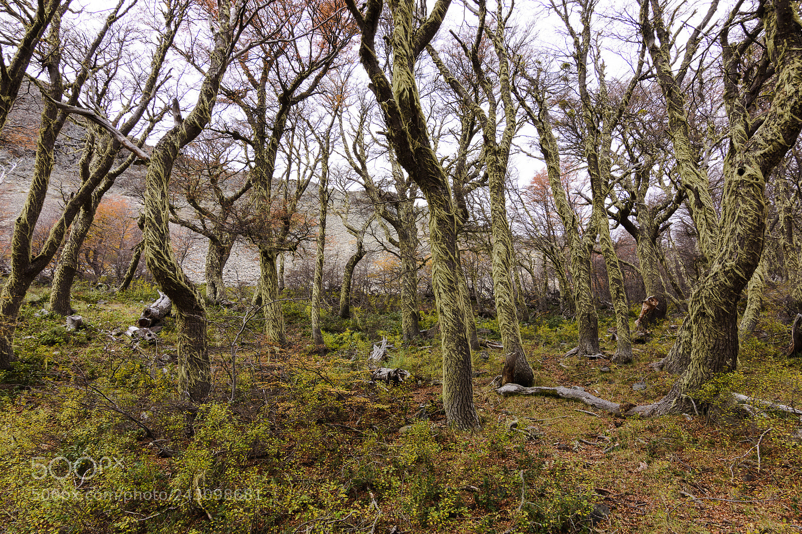 Nikon D7200 sample photo. A lichen forest photography