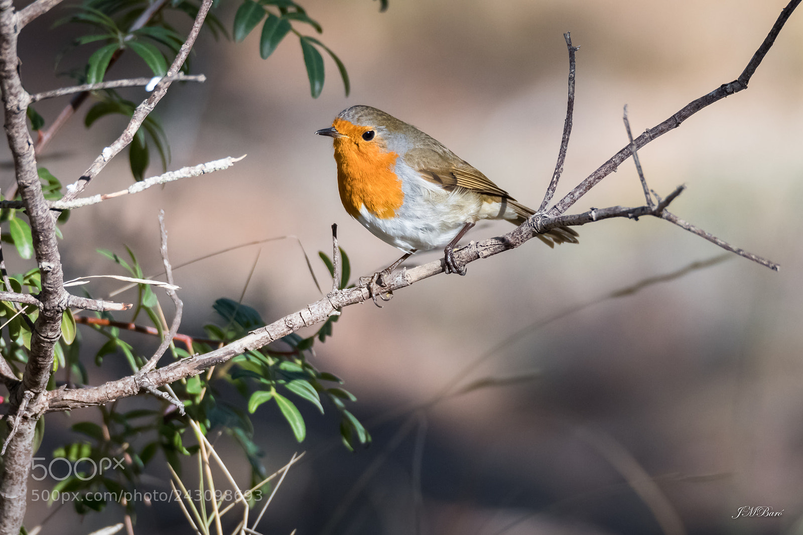 Nikon D500 sample photo. Erithacus rubecula photography