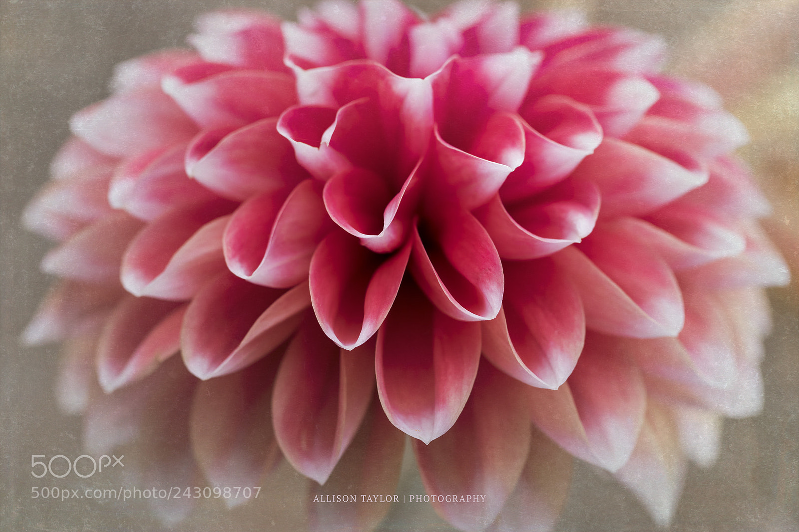 Canon EOS 7D Mark II sample photo. Scarlet shower photography