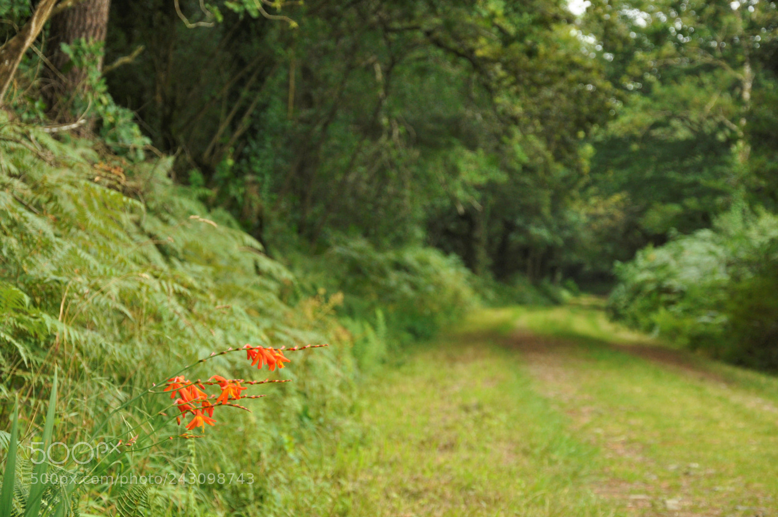Nikon D90 sample photo. Orange blossom photography