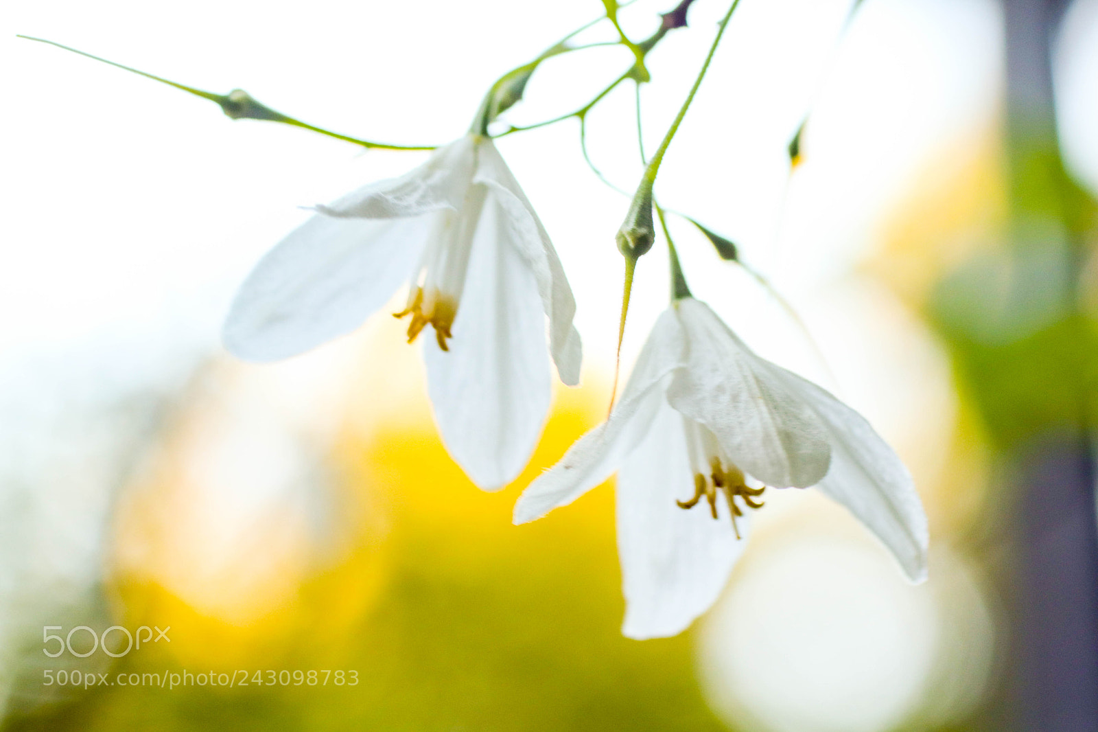 Canon EOS 77D (EOS 9000D / EOS 770D) sample photo. Img photography
