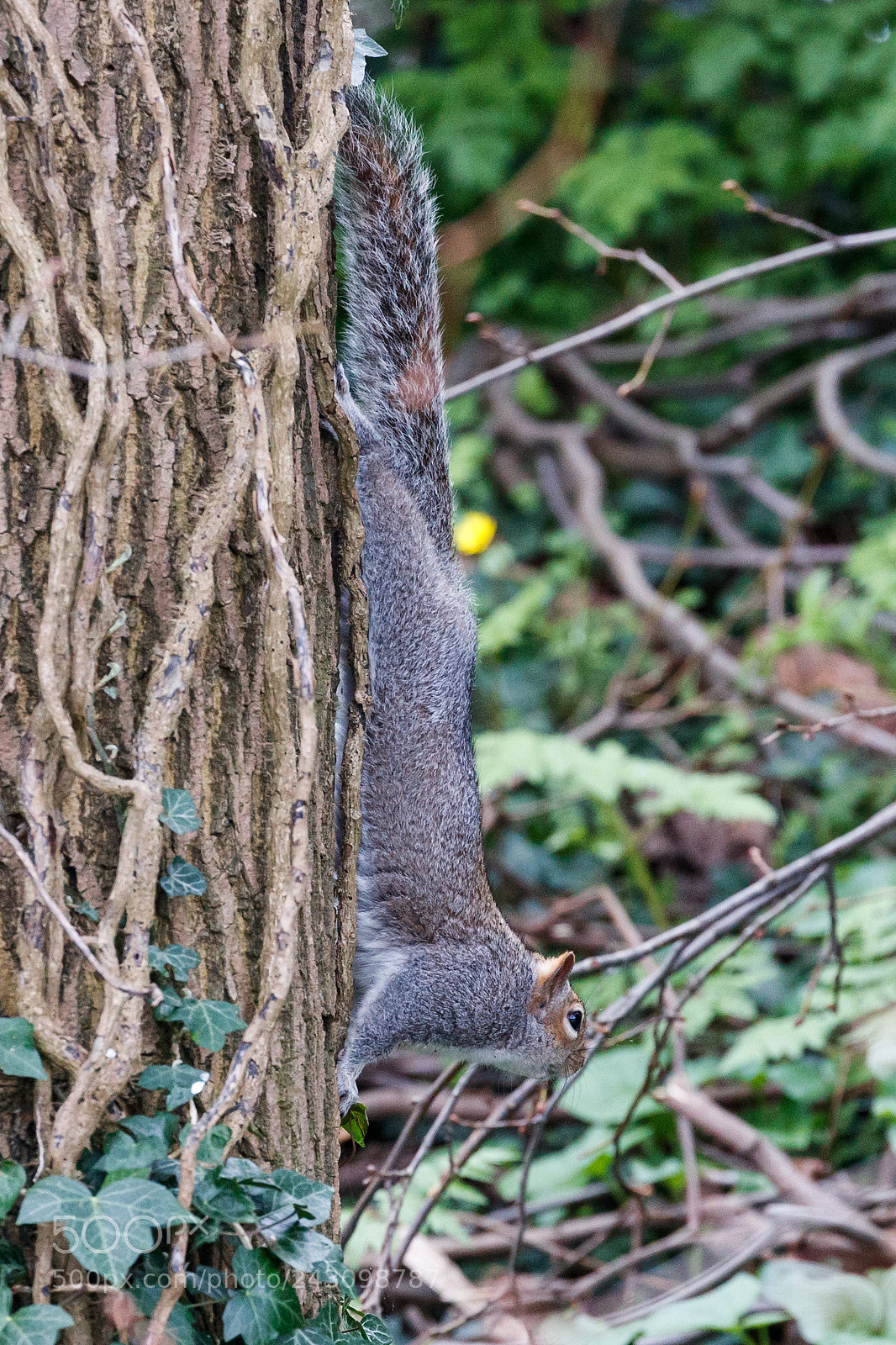 Canon EOS-1D X Mark II sample photo. Grey squirrel photography
