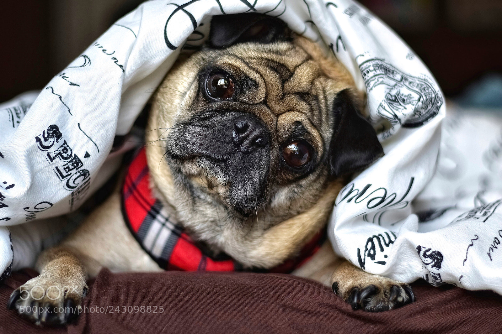 Nikon D5600 sample photo. Little puggy photography