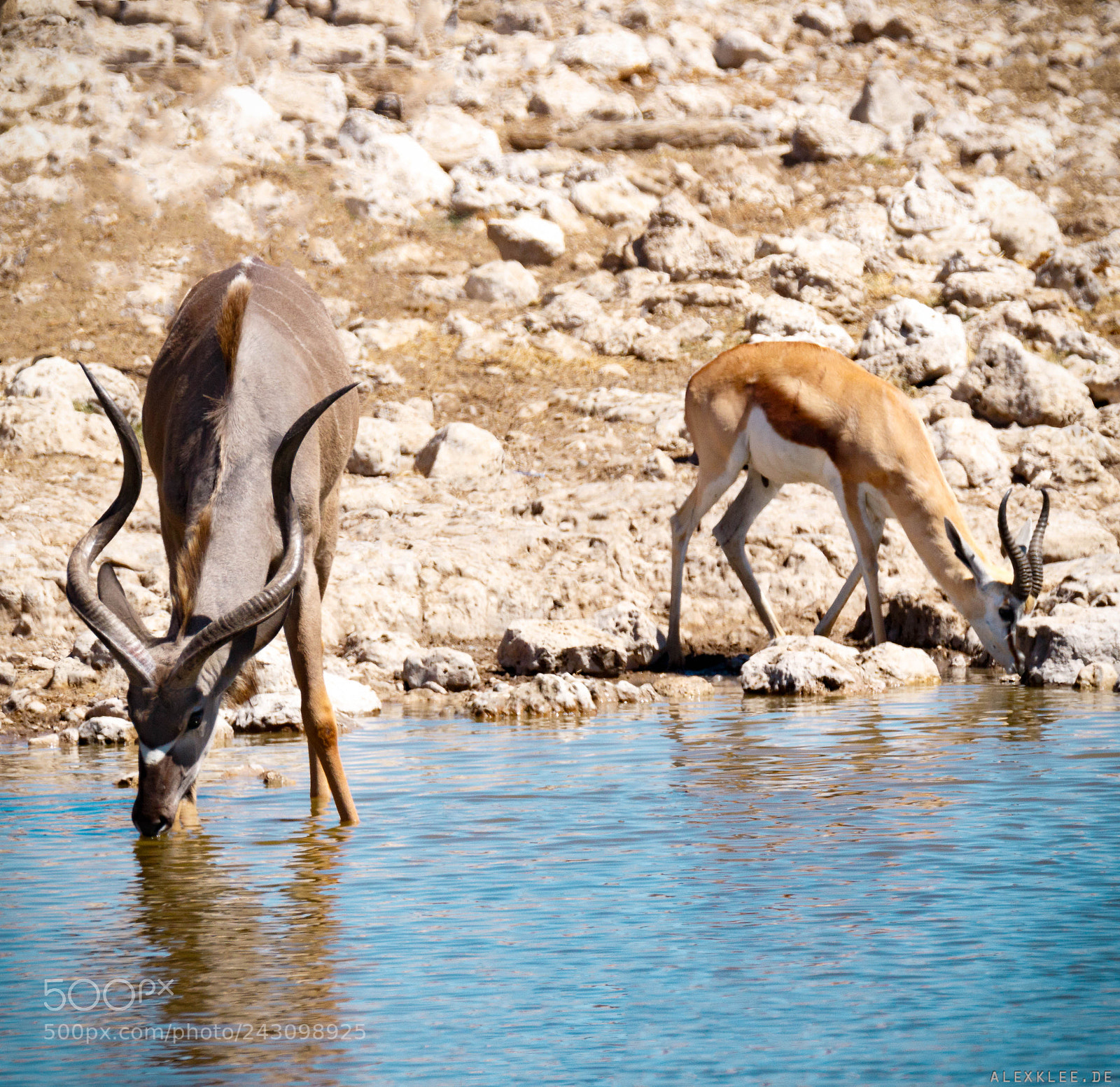 Canon EOS 7D Mark II sample photo. Where kudu and springbok photography