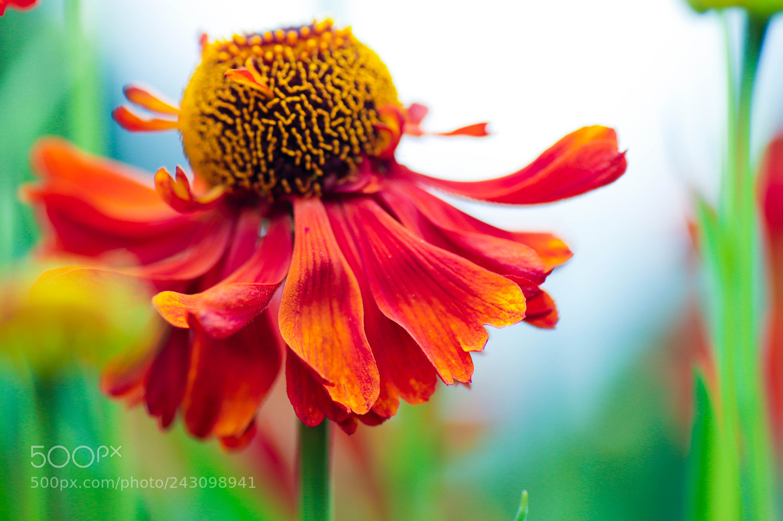 Canon EOS 77D (EOS 9000D / EOS 770D) sample photo. Img photography