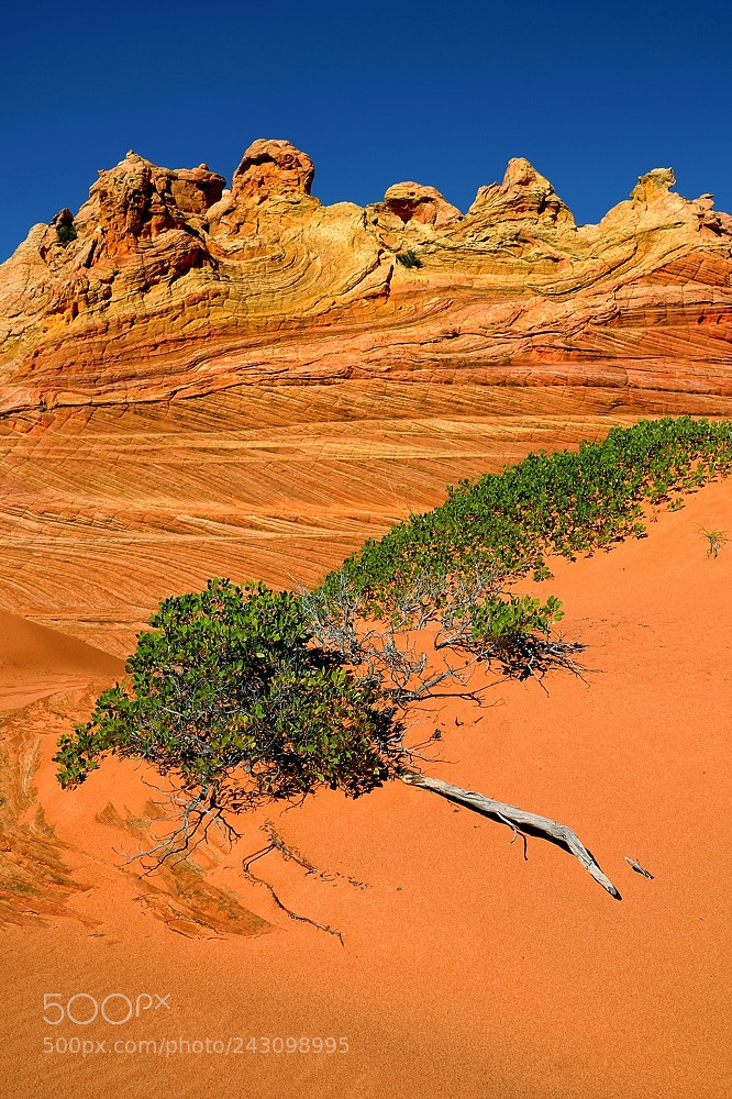 Nikon D700 sample photo. South coyote buttes photography
