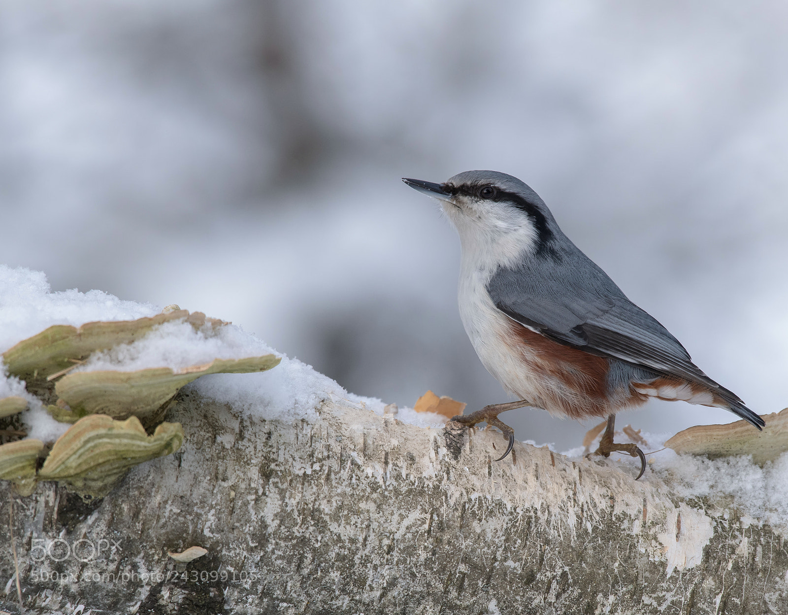 Nikon D850 sample photo. Nuthatch photography
