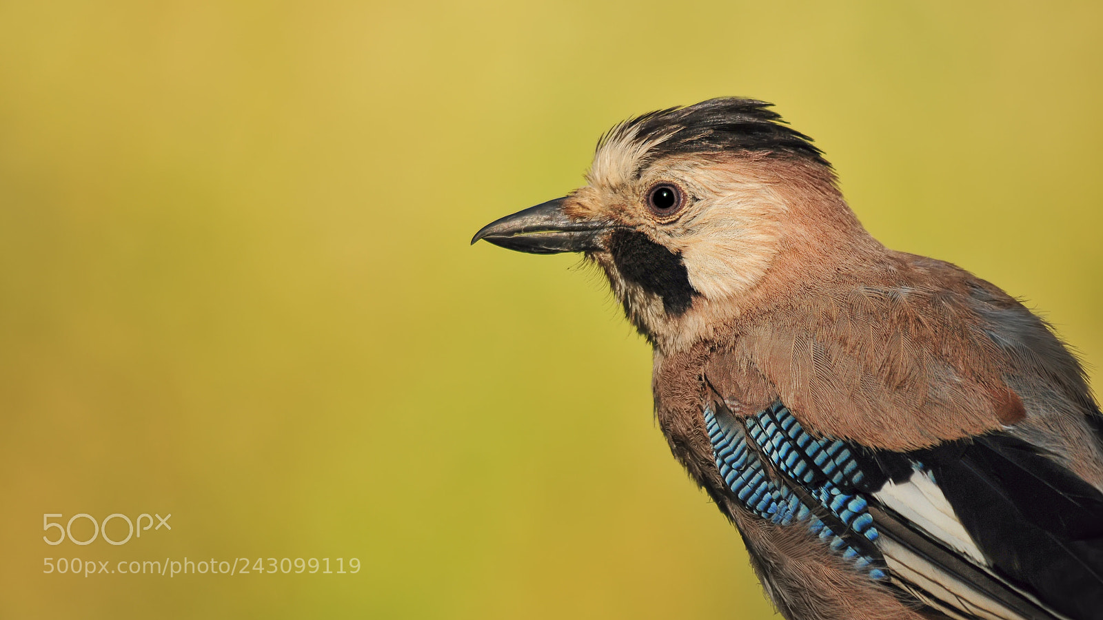 Nikon D300S sample photo. Garrulus glandarius photography