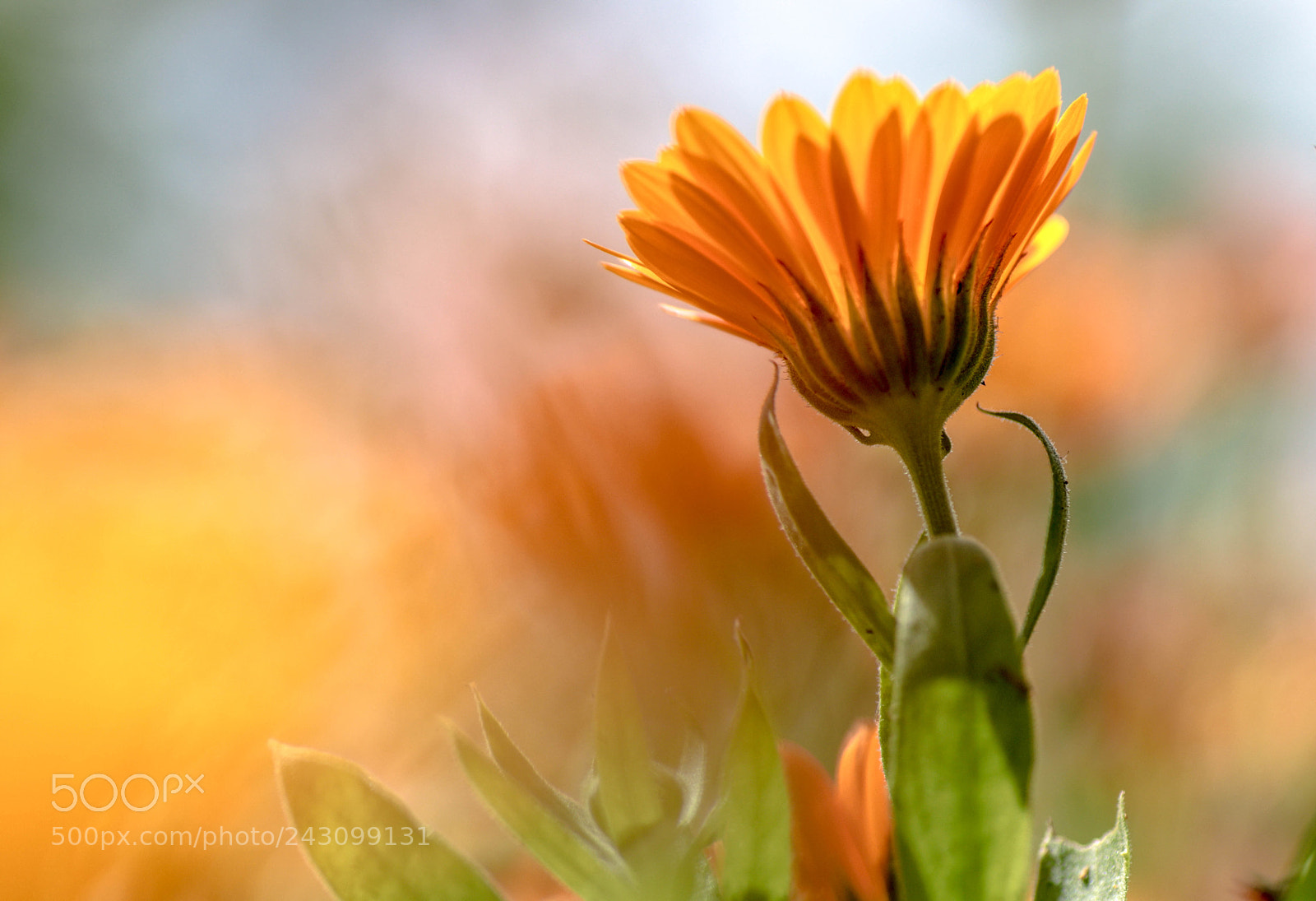 Canon EOS 77D (EOS 9000D / EOS 770D) sample photo. A photography